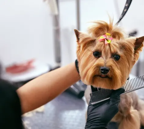 Dog Grooming at Salon